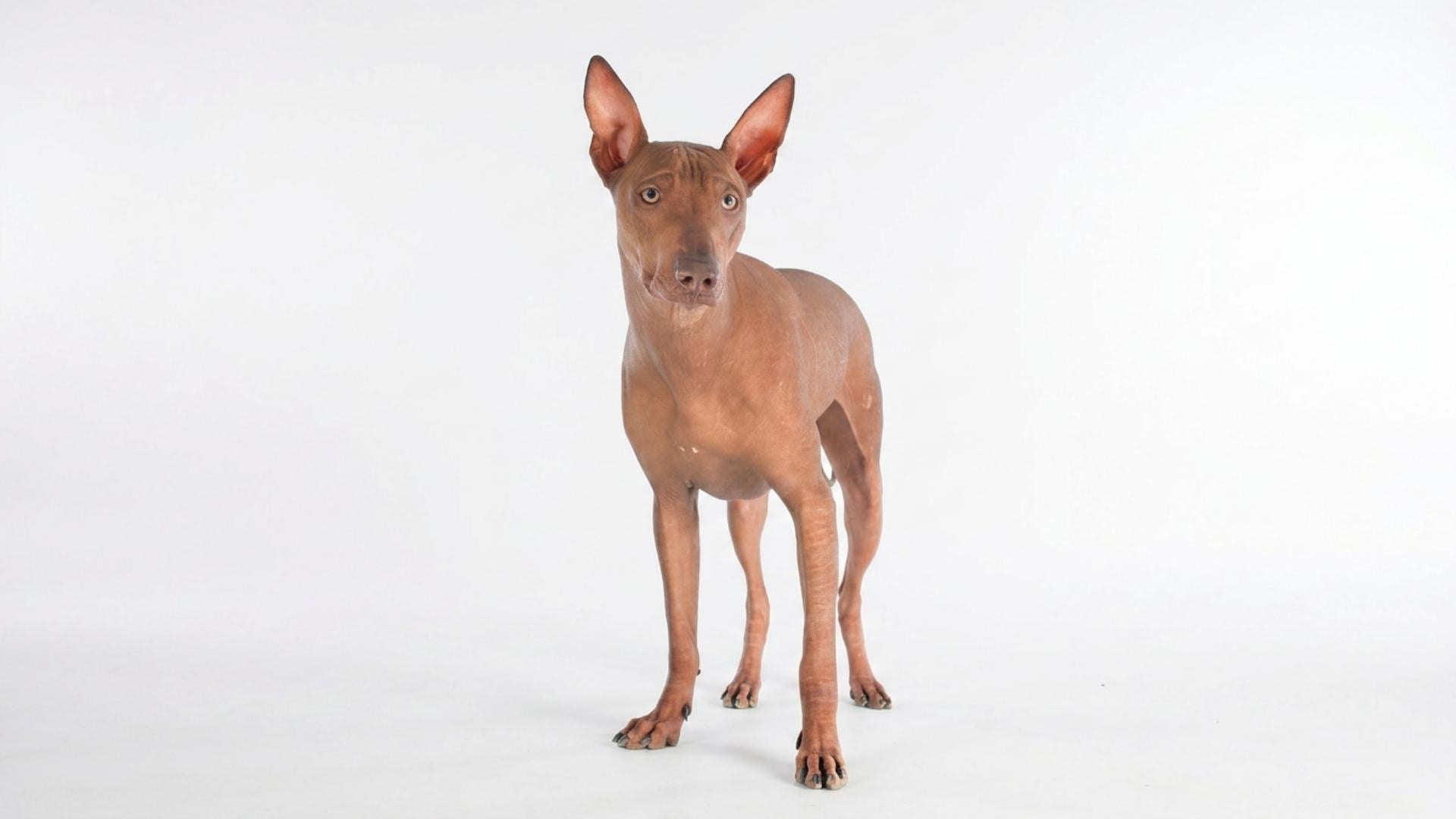 Perro peruano sin pelo Viringo